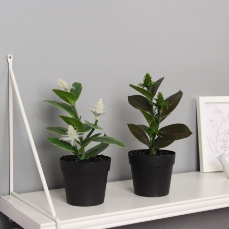 Bonsai in the pot "Ficus Galant" 20x9 cm, mix-2