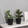 Bonsai in the pot "Ficus Galant" 20x9 cm, mix