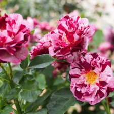 Seedling Rosa Floribunda 