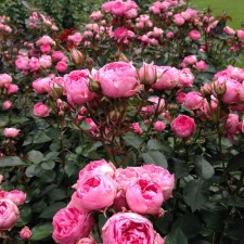 Seedling rose 