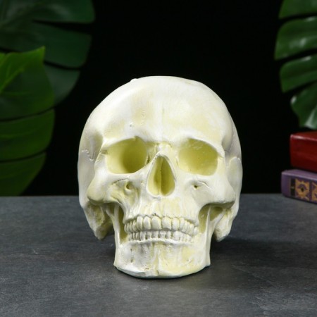 Piggy bank "Skull" Bone Bone, 16x13x22cm-1