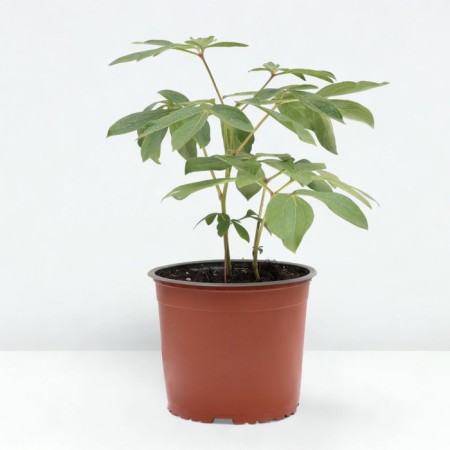 PION Milk -flowered volume tom Kat, pot C3, 1 pc, summer 2024-1