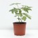PION Milk -flowered volume tom Kat, pot C3, 1 pc, summer 2024