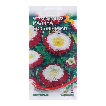 Flowers of Astra Pompon. "Raspberry with cream", 100 pcs