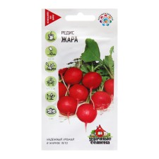 Seeds Radis 