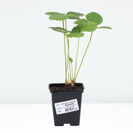 Strawberry Garden Aromas, P9 pot, 1 pc, summer 2024-2