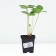 Strawberry Garden Aromas, P9 pot, 1 pc, summer 2024