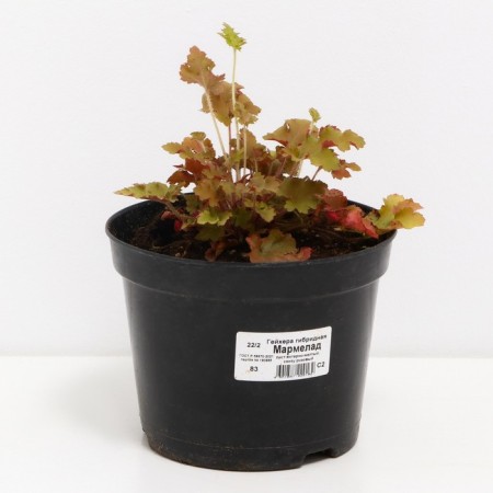 Heichera hybrid marmalade, C2 pot, H10-50 height, 1 pc, summer 2024-1