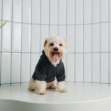 Single-fat sweatshirt for dogs (footer), size S (DS 23, Osh 32-34, OG 40-44), gray-9