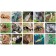 Board games. Mi-mi-memo "exotic animals" 30 cards