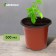 Pot for seedlings, 500 ml, d = 10 cm, h = 8 cm, terracotta, Greengo
