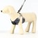 AMUNICE COMMUNICAL with soft harness, L, leash 120 x 1.5 cm, Osh 30-50 cm, OG 36-56 cm, gray 71191