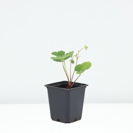 Zemklunik Kupchikha, p9 pot, 1 pc, summer 2024-1