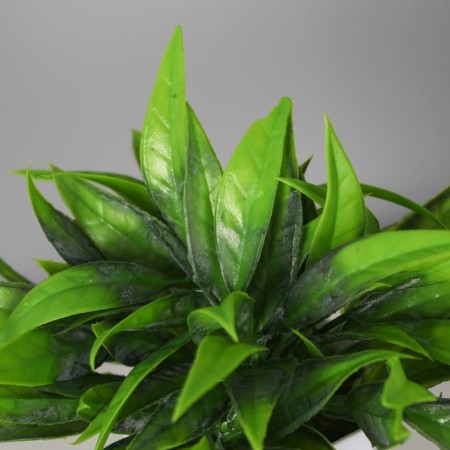 Bonsai in the pot "Sansvieria Eleagant" 7x13 cm, green-1