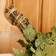 Broke for the bath oak, 55 cm with sage