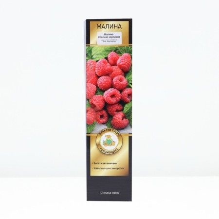 Raspberry promising varieties "Red Queen", tube, 1 pc, spring 2025