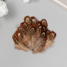 Decorative pheasant feather 