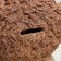 Poodle Poodle brown, 18x16x10cm