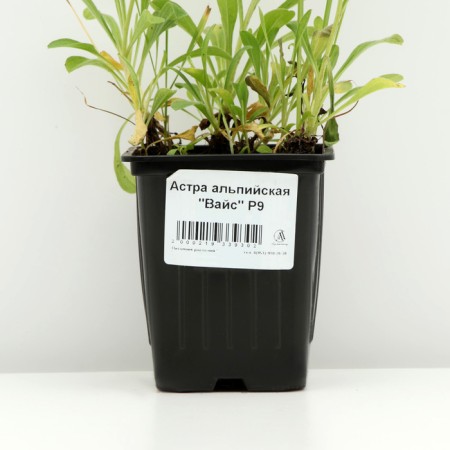 Alpine Astra "Weiss", P9 pot, 1 pc, spring 2024-3