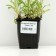 Alpine Astra "Weiss", P9 pot, 1 pc, spring 2024