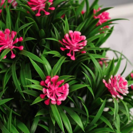 Bonsai in the Bromelia Premium pot 21x7.5 cm, mix-1