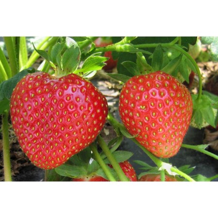 Strawberries Garden Vima Kimberly (Kimberly), P9 pot, 1 pc, summer 2024