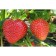 Strawberries Garden Vima Kimberly (Kimberly), P9 pot, 1 pc, summer 2024