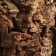 Shelter for terrarium, oak bark, d = 5 - 15 cm, length 20 cm