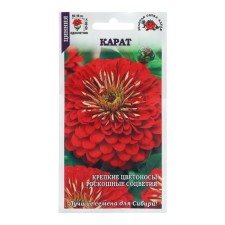 Cinnia flowers 