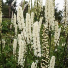 Clopogon is simple, rr I, 1 pc, spring 2025