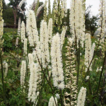 Clopogon is simple, rr I, 1 pc, spring 2025