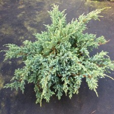 Sanner juniper scaly 