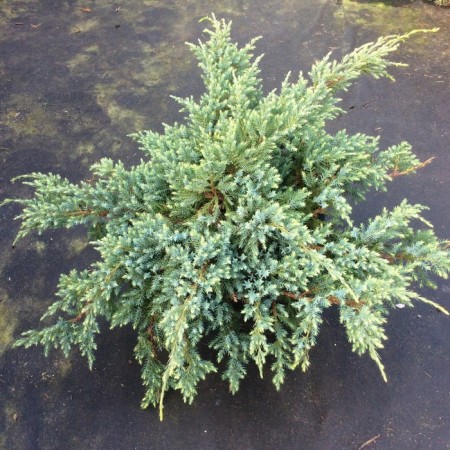 Sanner juniper scaly "Holger", pot P9, summer 2024