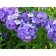 Flox blizzard Blue Paradise, C2 pot, H10-50 height, 1 pc, summer 2024