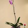 Support for orchids, h = 44 cm, plastic, transparent, mix
