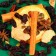 Mully for mulled wine "Fragrant grapefruit", 40g