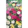 Flowers Mirabilis "Summer Motive" 0.2 g