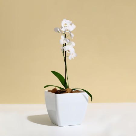 Flower pot, 13 × 13 cm, 1.5 l, plastic, white-2