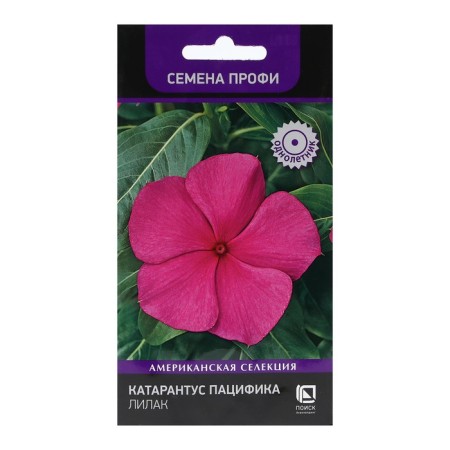 Flowers Catarantus Pacific "Lilakt" 10 pcs