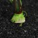 A set of artificial plants for the aquarium (2 pcs), 20 cm