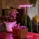 Lamp for plants LED linear, 560 mm Uniel, 18 W, Bio Led, IP40, white color
