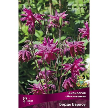 Aquilegia "Ordinary Bordeaux Barlow", 1 pc, rr I, spring 2024-2
