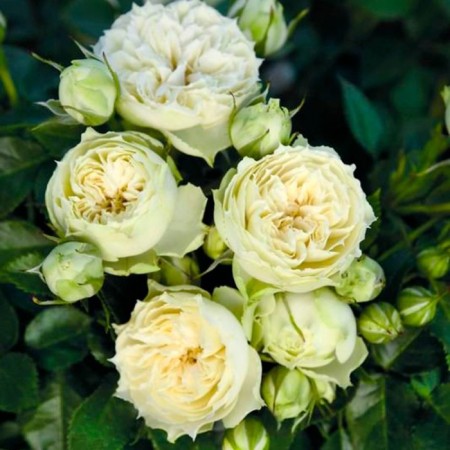 Seedling rose Blanchet, spray rose, pot 2 l., Summer 2024