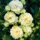 Seedling rose Blanchet, spray rose, pot 2 l., Summer 2024