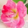 Artificial flowers "rose pink" 40 cm