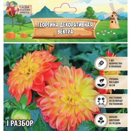 Georgina decorative "Vectra", rr I, 1 pc, spring 2024