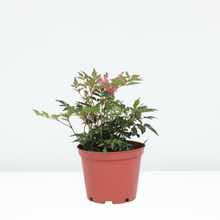 Astilba hybrid junik Pink, C1.5 pot, H10-50 height, 1 pc, summer 2024-1