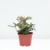 Astilba hybrid junik Pink, C1.5 pot, H10-50 height, 1 pc, summer 2024