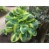 Host Hybrid Band Ov Gold, C2 pot, H10-50 height, 1 pc, summer 2024