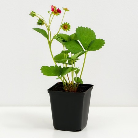 Strawberries Garden Tuscan F1, P9 Pot, 1 pc, summer 2024-1